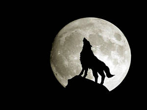 A Wolf Howling In Front Of A Full Moon Wallpaper