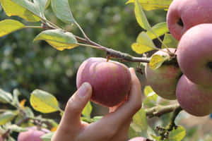 A Woman Happily Picking Ripe Apples From A Tree In An Apple Orchard. Wallpaper