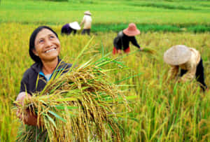 A Woman Is Holding Rice In A Field Wallpaper