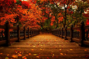 A Wooden Bridge Over An Autumn Forest In November Wallpaper