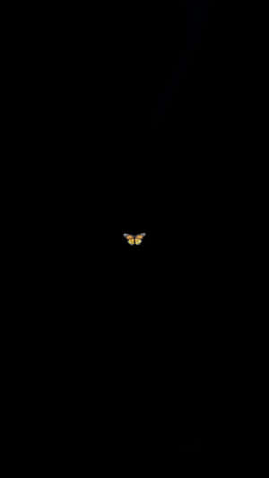 A Yellow Bird In The Dark Wallpaper