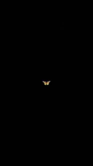 A Yellow Bird In The Dark Wallpaper