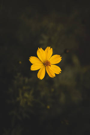 A Yellow Flower Is Floating In The Water Wallpaper