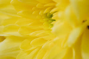 A Yellow Flower With A Green Center Wallpaper