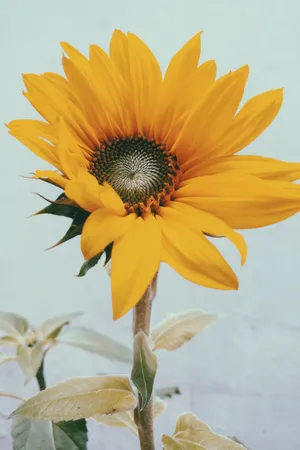 A Yellow Sunflower In A Vase Wallpaper
