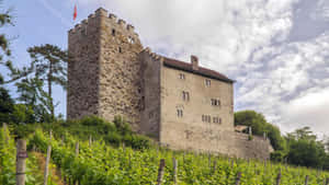 Aarau Castle Vineyard View Wallpaper