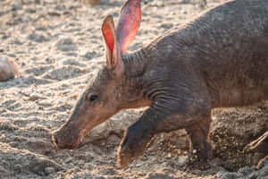 Aardvark Foragingin Dusk Light Wallpaper