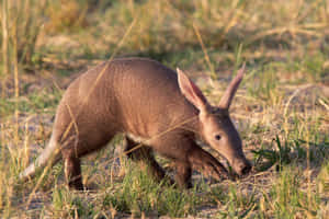 Aardvark Foragingin Grassland.jpg Wallpaper