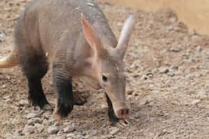 Aardvark Foragingin Habitat Wallpaper