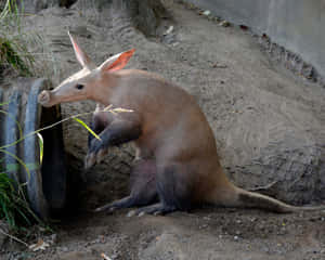 Aardvark Resting Against Tire Wallpaper