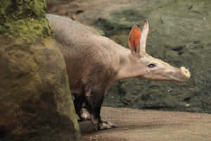 Aardvark Side View Wallpaper