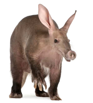 Aardvark Standing White Background Wallpaper