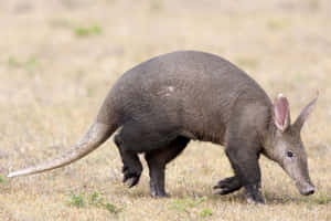 Aardvark Walking Grassland Wallpaper