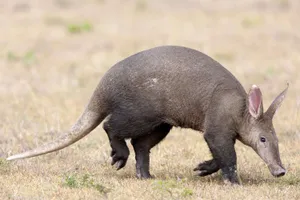 Aardvark Walking Grassland Wallpaper