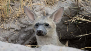 Aardwolfin Burrow Wallpaper