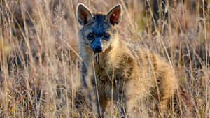 Aardwolfin Grassland Habitat.jpg Wallpaper