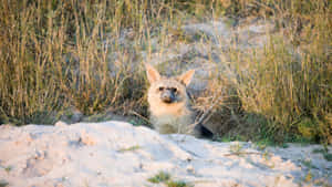 Aardwolfin Grassland Habitat Wallpaper