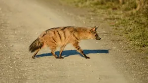 Aardwolfin Natural Habitat.jpg Wallpaper