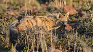 Aardwolfin Natural Habitat Wallpaper