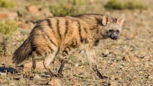 Aardwolfin Natural Habitat Wallpaper