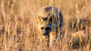 Aardwolfin Savanna Grass Wallpaper