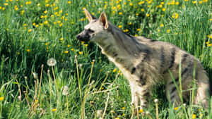 Aardwolfin Springtime Meadow Wallpaper