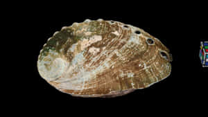 Abalone Shell Black Background Wallpaper