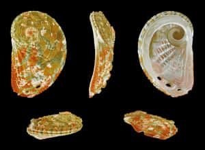 Abalone_ Shell_ Variations Wallpaper