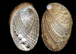 Abalone Shells Comparison Wallpaper
