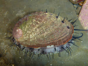 Abaloneon Seafloor.jpg Wallpaper