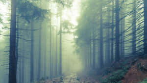 Abandoned And Eerie, Explore The Haunted Forests. Wallpaper