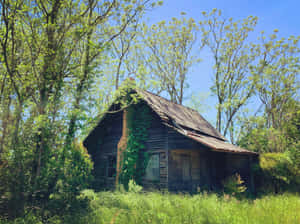 Abandoned Log Cabin Overgrown With Vegetation Wallpaper