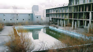 Abandoned Pool With Overgrowth Wallpaper