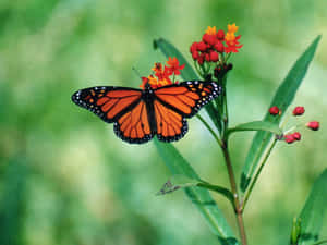 Abeautiful Butterfly Posing Gracefully On A Flower. Wallpaper