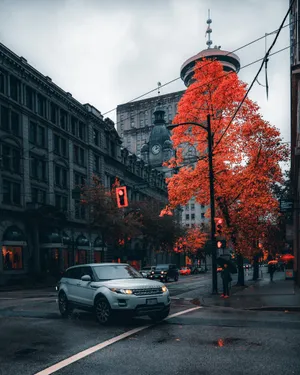 Abnormal Orange Tree Wallpaper