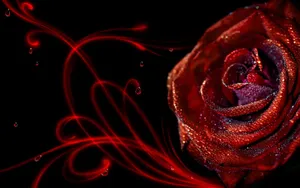 Abstract Rose Blossoming Wallpaper