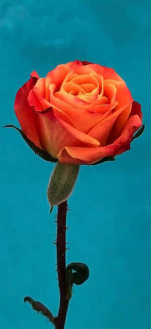 Abstract Rose In Vibrant Colors Wallpaper