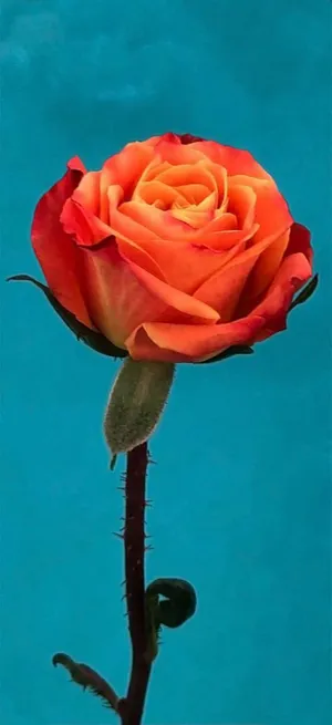 Abstract Rose In Vibrant Colors Wallpaper