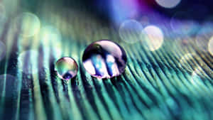 Abstract Water Dropletson Feather Wallpaper