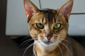 Abyssinian 1920 X 1271 Wallpaper Wallpaper