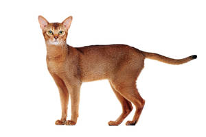 Abyssinian Cat Breed Wallpaper