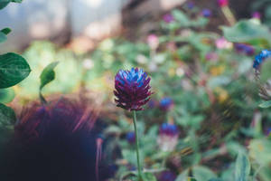 Acorn-like Purple Flower Wallpaper