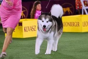 Action-filled Moment Of A Playful Dog On A Sports Field Wallpaper