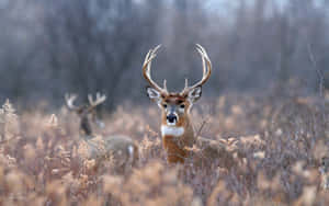 Add A Peaceful, Natural Touch To Your Desktop With This Stunning Deer Desktop Wallpaper Wallpaper