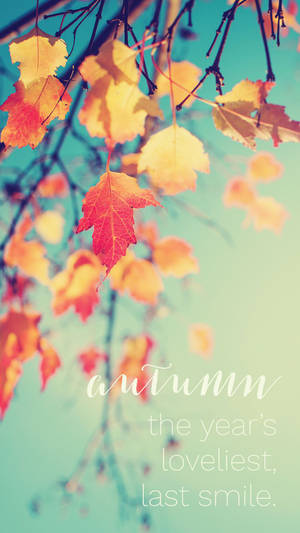 Add A Touch Of Autumn To Your Iphone With This Beautiful Wallpaper Wallpaper