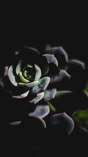 Add A Touch Of Life To Your Iphone With This Gorgeous Succulent Wallpaper. Wallpaper