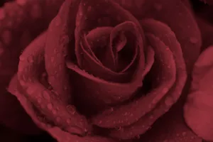 Add A Touch Of Vintage Pink To Your Aesthetic. Wallpaper