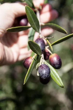 Add A Unique Twist To Your Dishes With Black Olives! Wallpaper