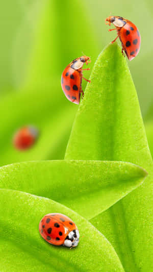 Add An Eye-catching Design To Your Phone With This Ladybug Iphone Wallpaper! Wallpaper