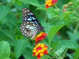 Add Color And Life To Your Garden With Butterfly Garden Plants Wallpaper